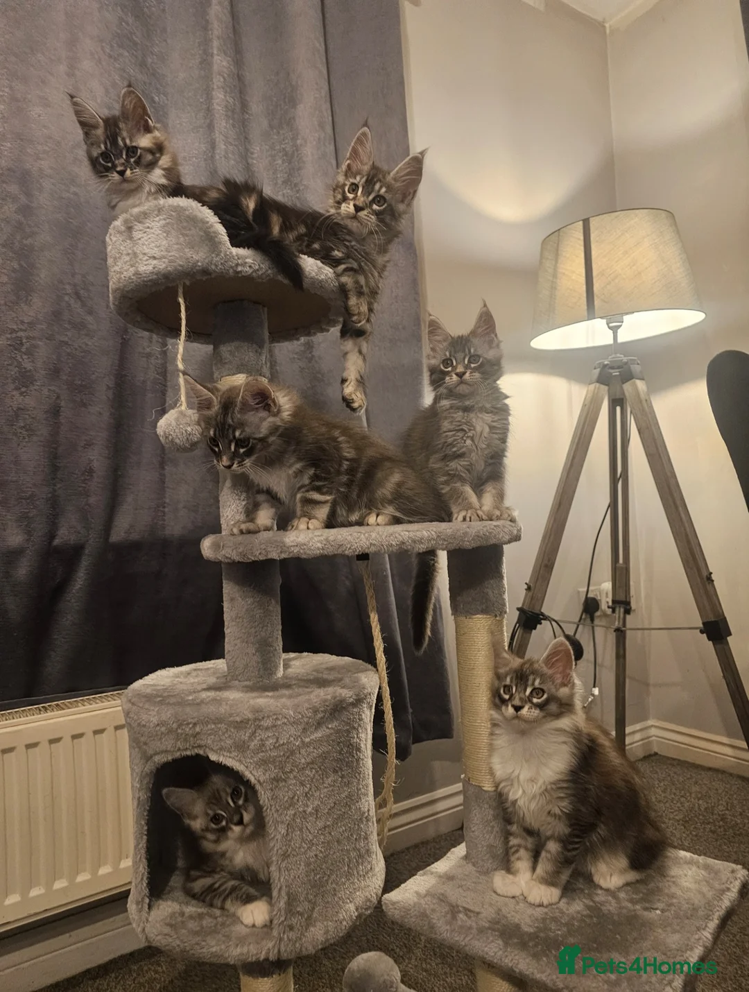Maine Coon cats for sale: Champion bloodline maine coon kittens TICA - Advert 2