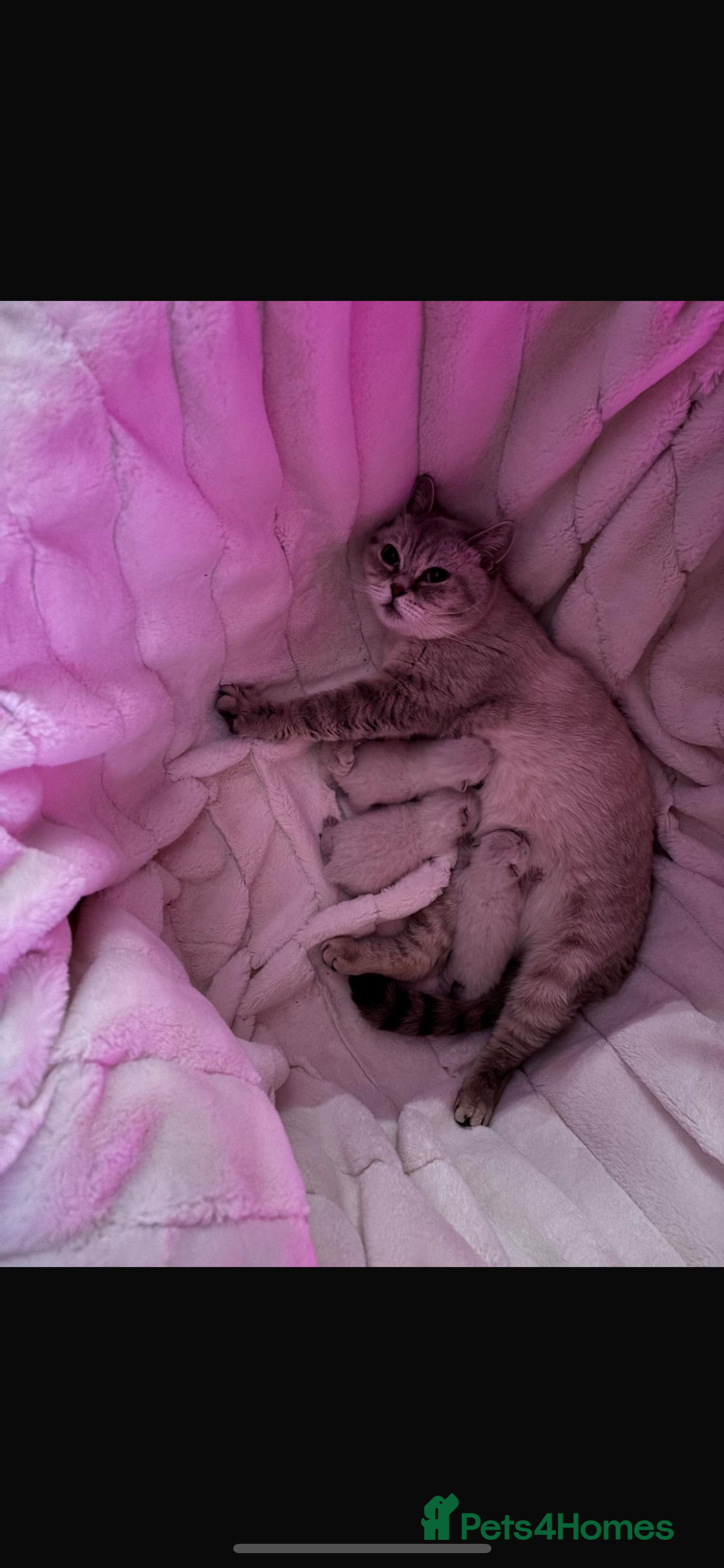 Bengal cats for sale: ✨British shorthair X Rosetted Snow Mink Bengal  - Image 9