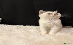 British Shorthair cats for sale: 💗 Gorgeous Full Pedigree BSH Trusted Breeder 💗 - Image 24