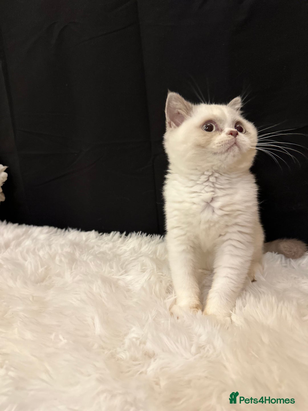 British Shorthair cats for sale: 💗 Gorgeous Full Pedigree BSH Trusted Breeder 💗 - Image 24