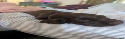 Field Spaniel dogs for sale: *Field Spaniel Puppies* Rare British Breed  - Advert 8