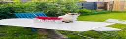 Ragdoll cats for stud: Ragdoll for stud Proven TICA&GCCF Registered💙 in Bristol - Advert 9