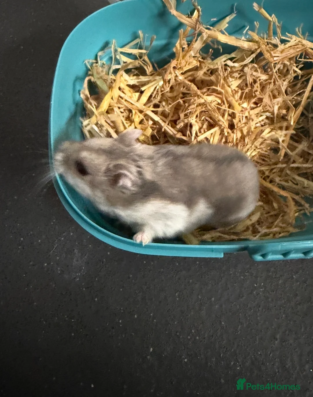 Hamster rodents for sale: Russian dwarf hamster. Perfect first pet  - Advert 4