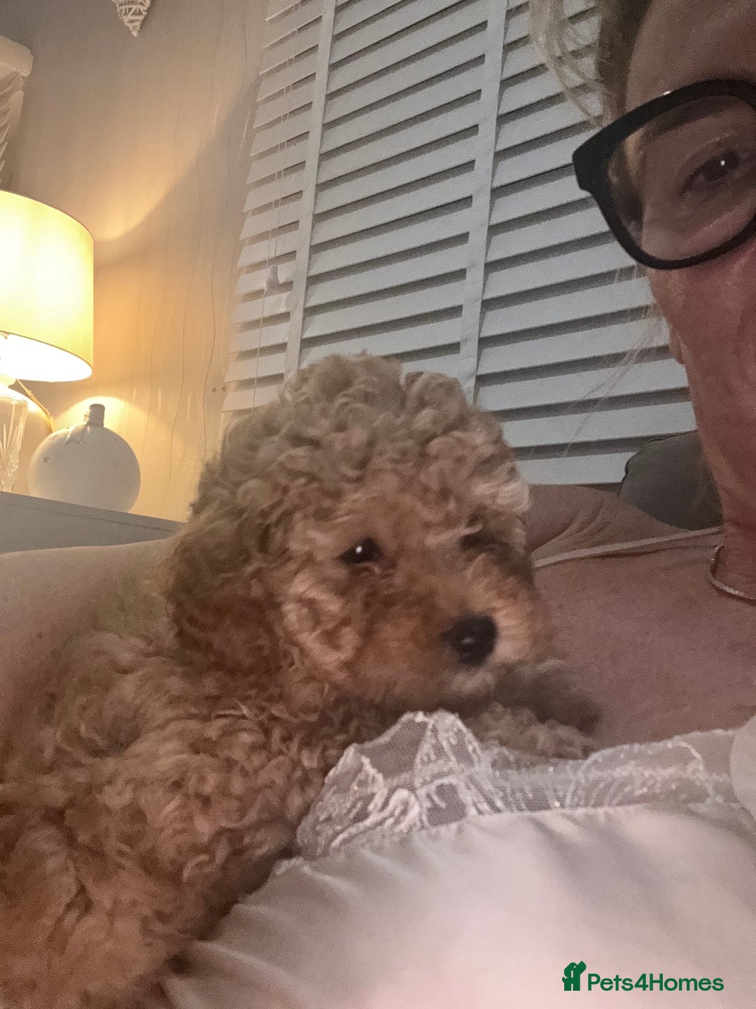 Toy Poodle dogs for sale: Toy Poodle  - Advert 10