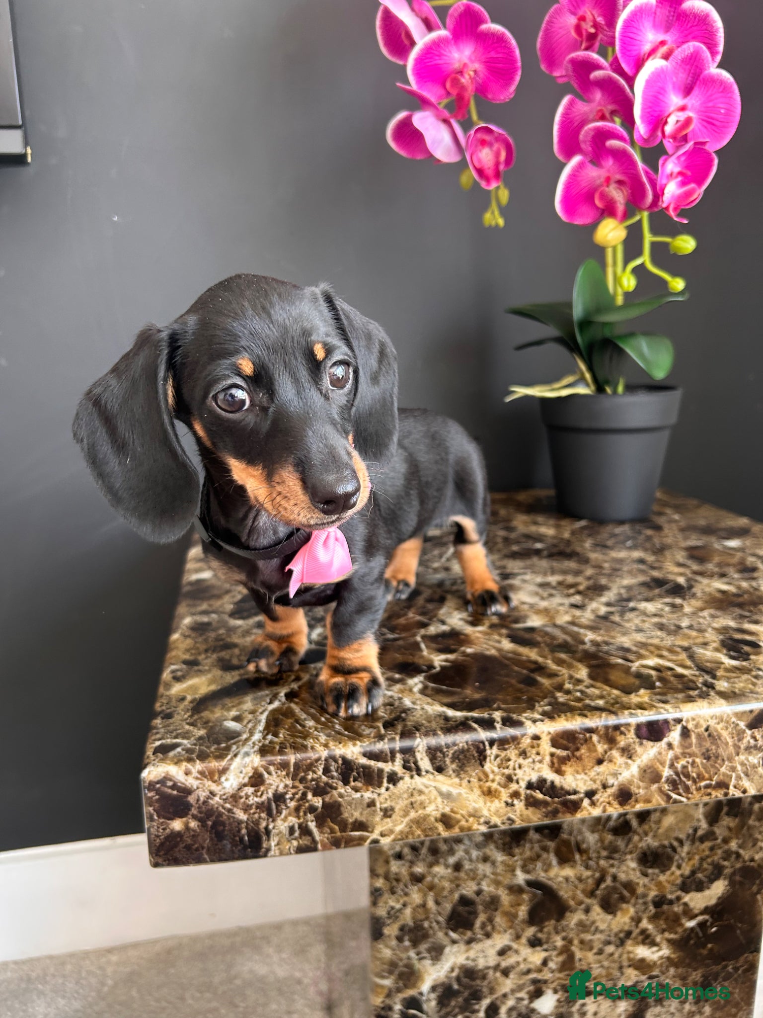 Miniature Dachshund dogs True Miniatures 5 star Breeder ⭐️⭐️⭐️⭐️⭐️ - Advert 3