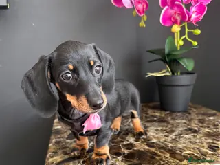 Miniature Dachshund dogs True Miniatures 5 star Breeder ⭐️⭐️⭐️⭐️⭐️ - Advert 3