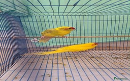 Parakeets birds for sale: Bonded pair of Kakarikis  - Image 1