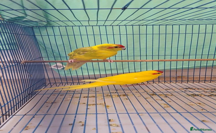 Parakeets birds - Advert 1