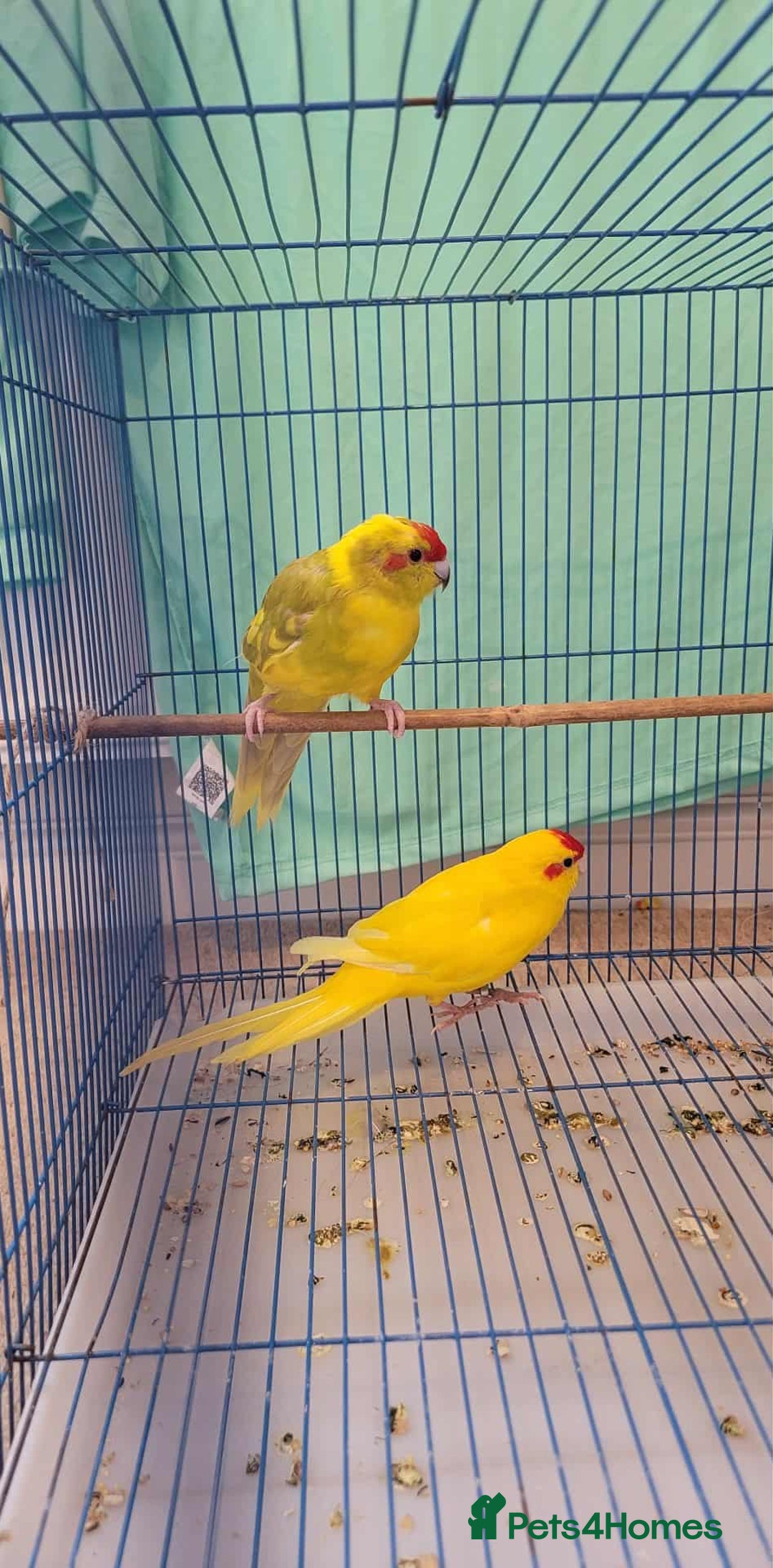Parakeets birds for sale: Bonded pair of Kakarikis  - Image 1
