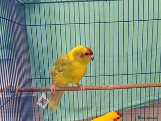 Parakeets birds - Advert 5