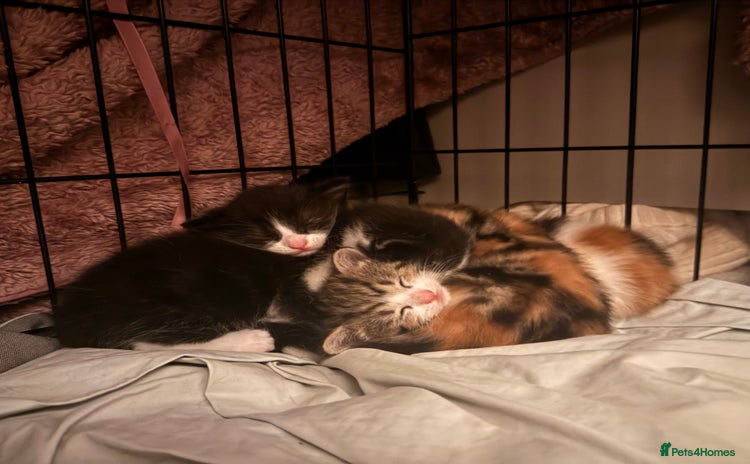 Mixed Breed cats - Advert 1