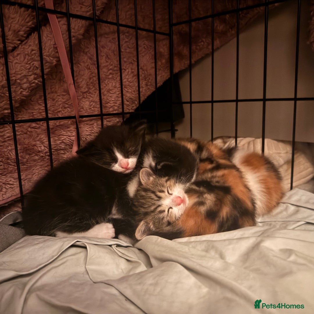 Mixed Breed cats for sale: beautiful kittens looking for forever loving homes - Image 1