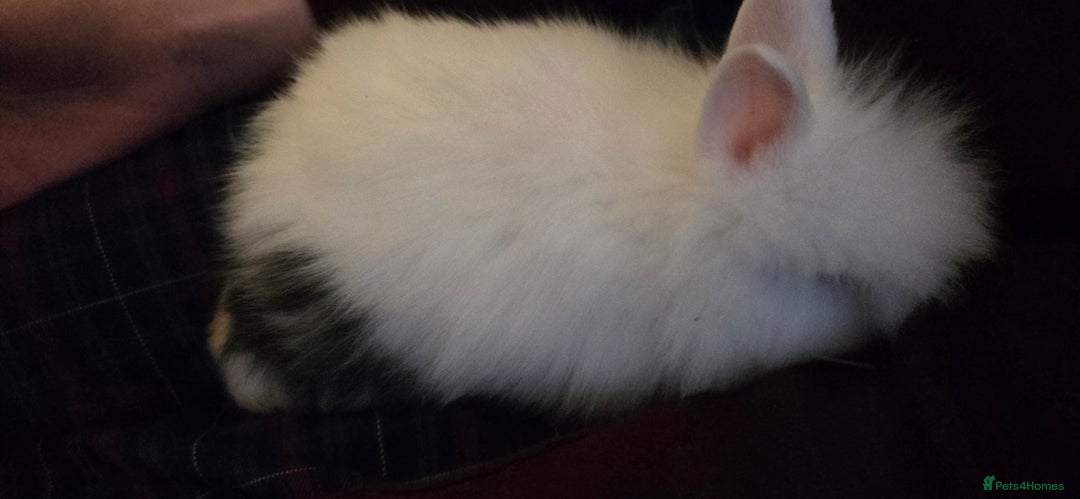 Lionhead rabbits for sale: 4 beautiful baby purebred lionhead rabbits  - Advert 9