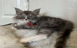 Maine Coon cats for sale: MAINE COON KITTENS SOME POLYDACTYL  - Image 16