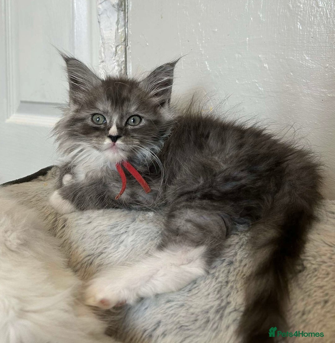 Maine Coon cats for sale: MAINE COON KITTENS SOME POLYDACTYL  - Image 16
