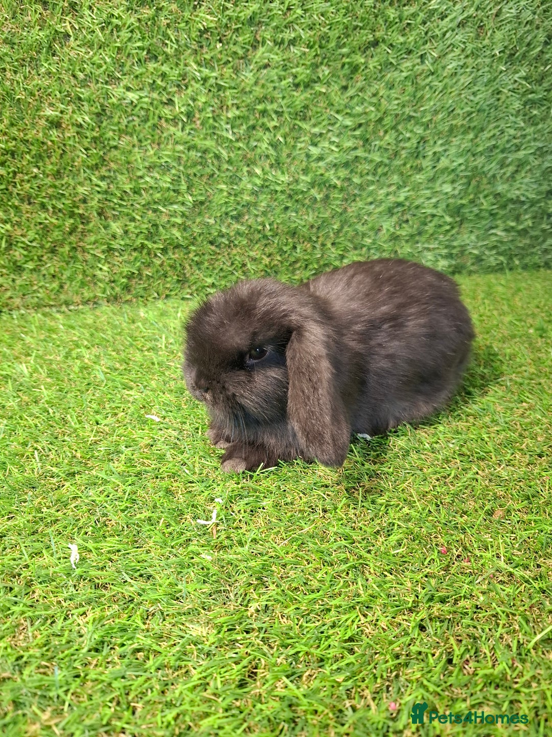 Mini Lop rabbits for sale: MINILOP BABIES READY NOW - Advert 4