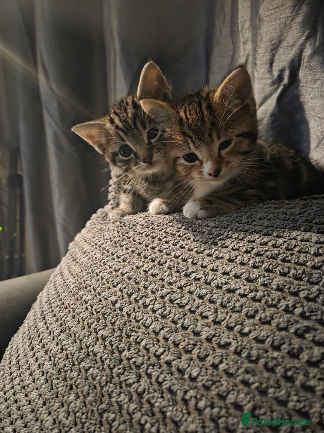 Mixed Breed cats for sale: 2 male kittens for sale - Advert 9