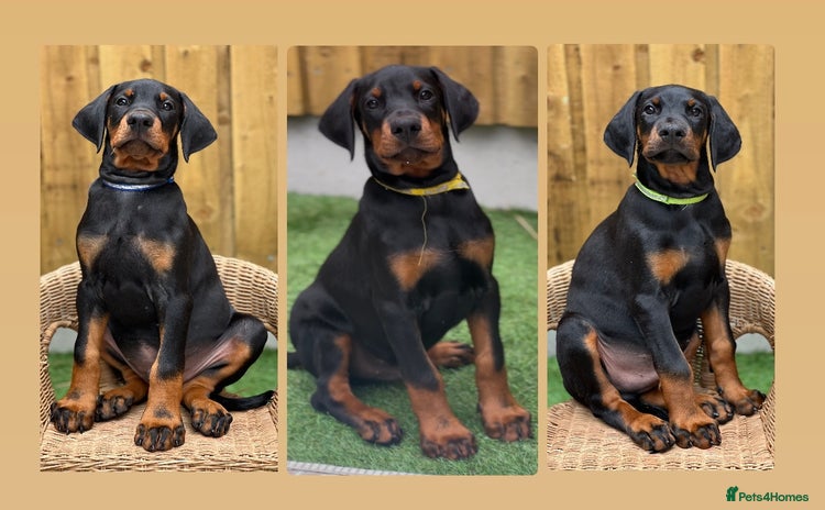 Dobermann dogs - Advert 7