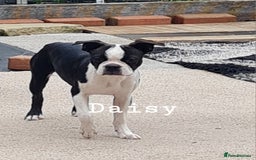 Boston Terrier dogs for sale: Need home,s ASAP  - Image 3