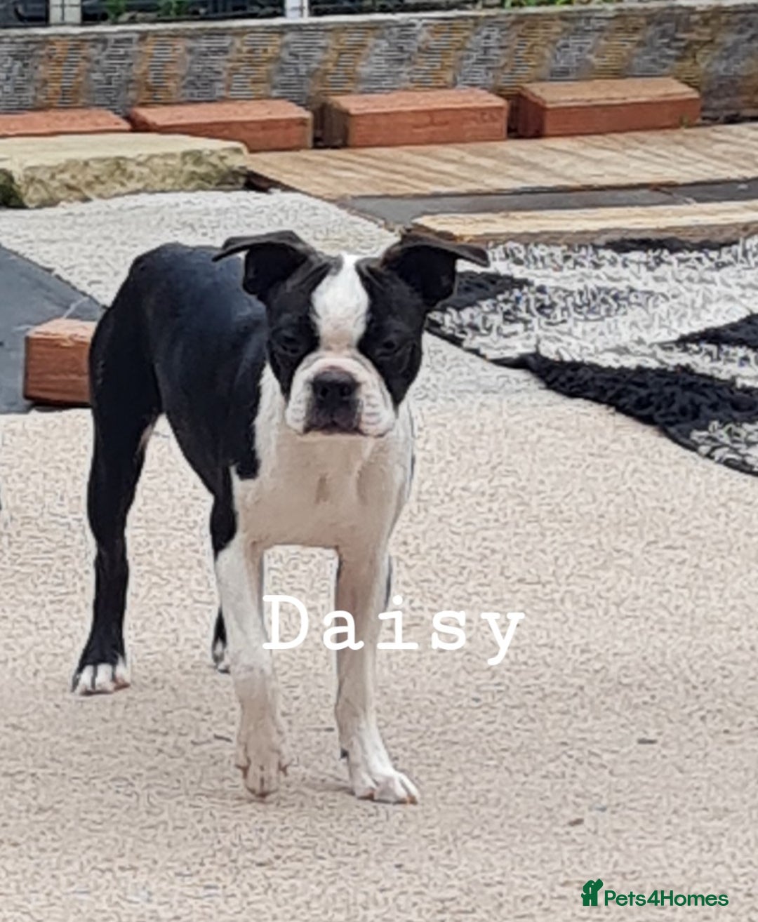 Boston Terrier dogs for sale: Need home,s ASAP  - Image 3