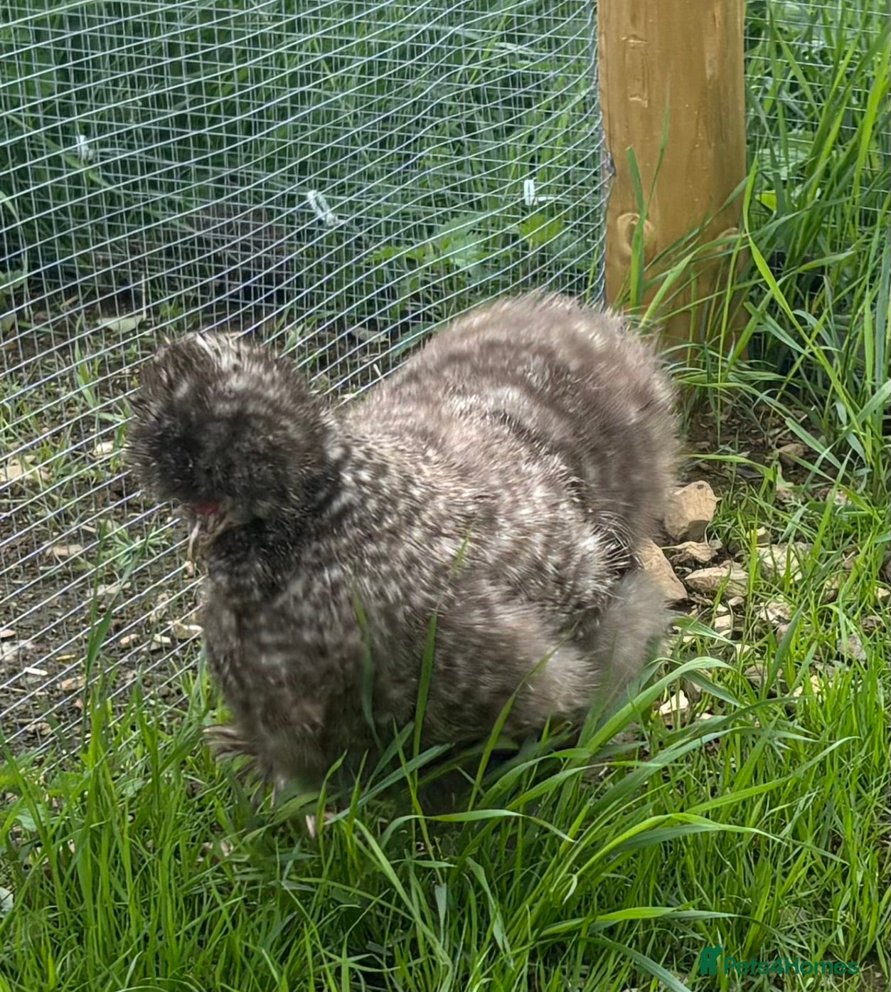 Chickens poultry Silkie Hatching Eggs – Paint & Cuckoo-Type  - Advert 2