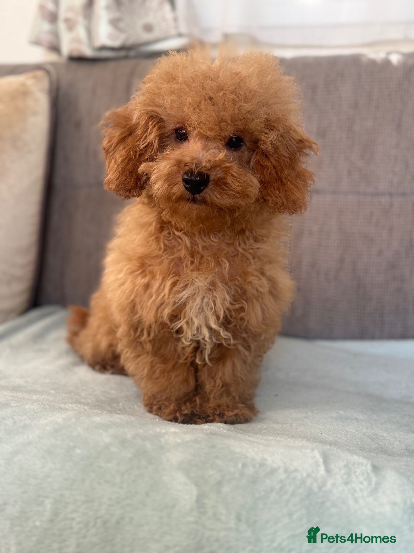 Cavapoochon dogs Tinyteddycavapoochons Now available  - Advert 2