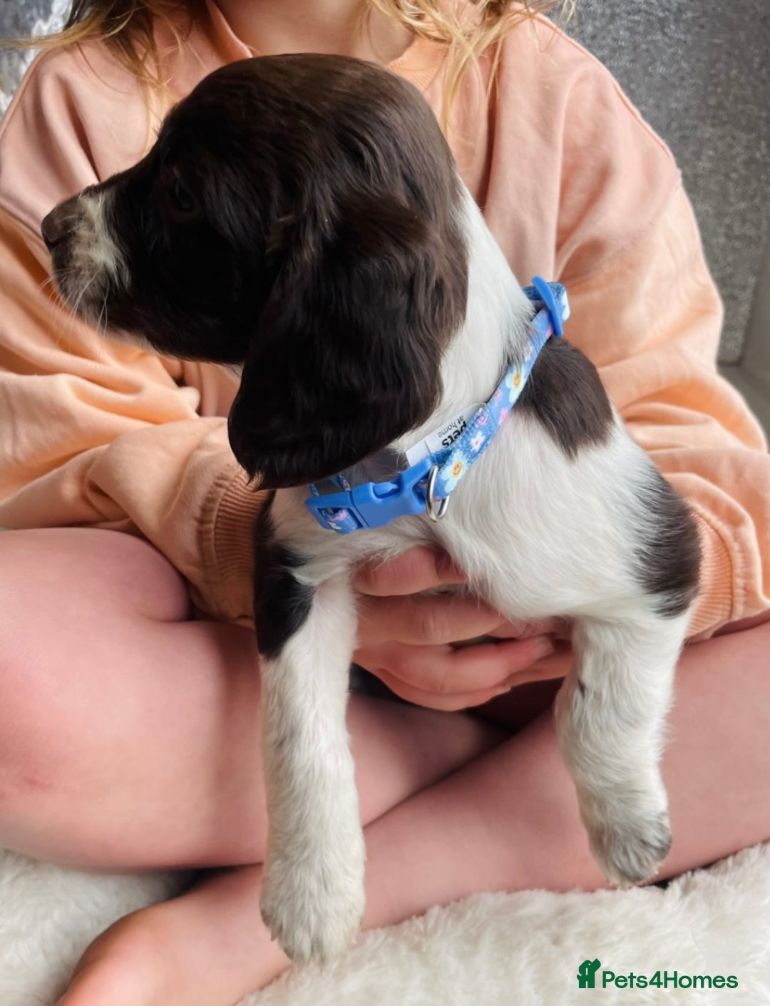 Sprocker dogs for sale: Stunning sprocker puppies  - Advert 19