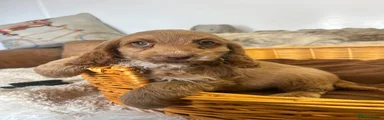 Cockapoo 3