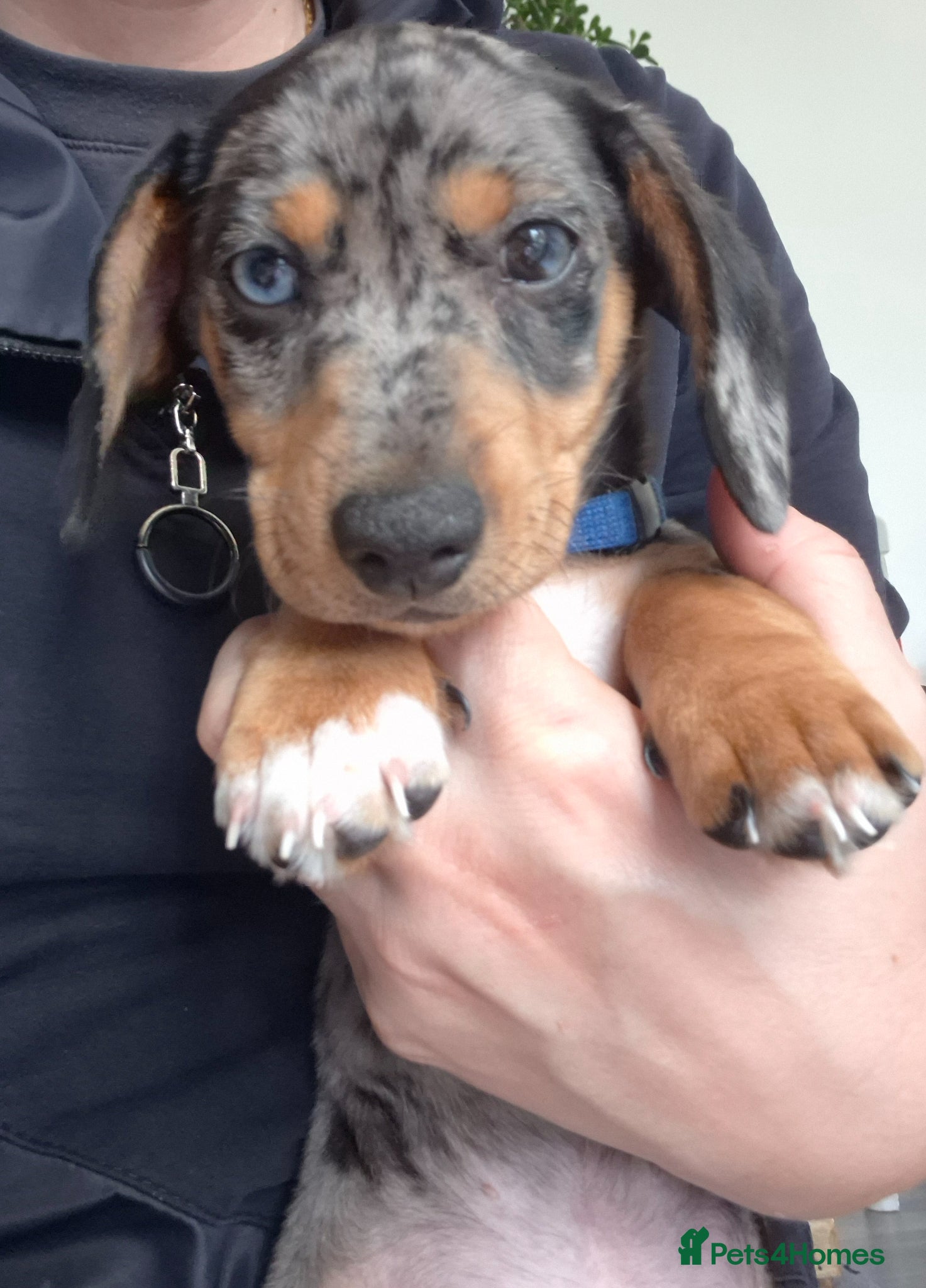 Jackshund dogs  Jack Russell Terrier x Dachshund . - Advert 1