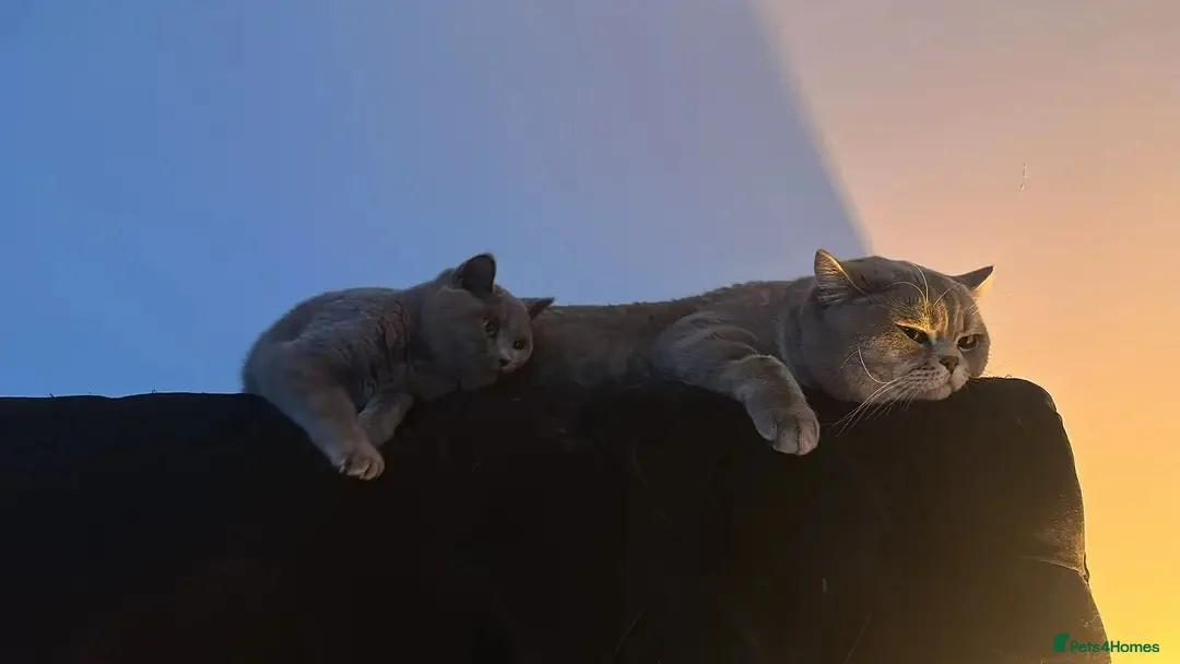 British Shorthair cats for sale: ** Sweet Little BSH Kitten ** - Advert 7