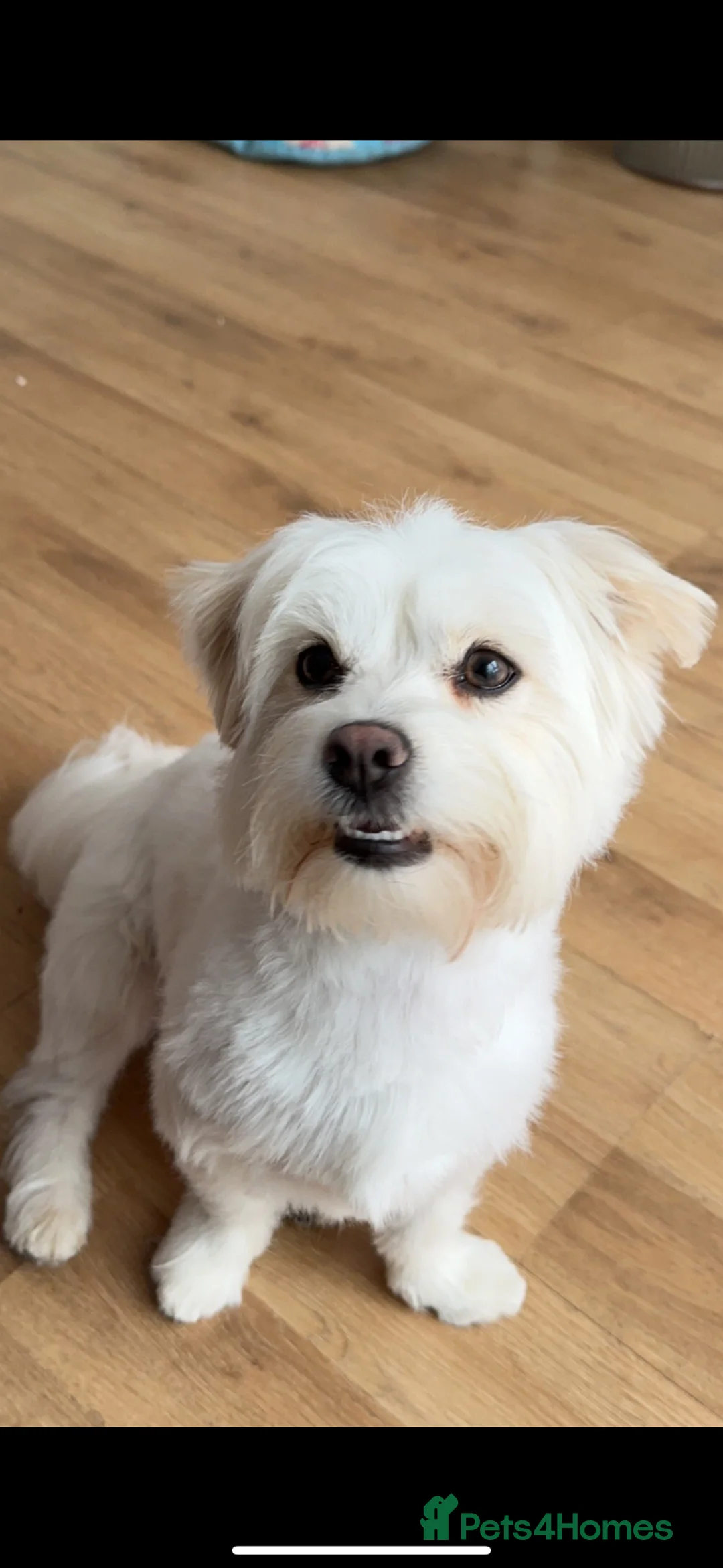 Bichon Frise dogs for sale: Free looking for a loving home in Bedford - Advert 8