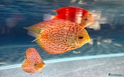 Discus fish for sale: Discus fish - Image 5