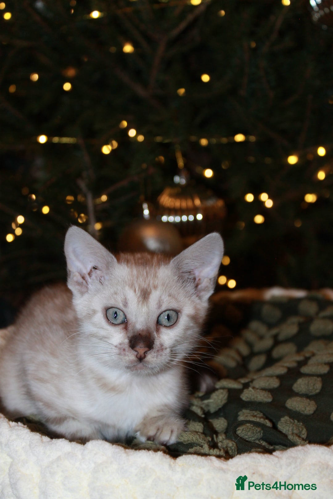 Bengal cats for sale: Last snow boy READY NOW  - Advert 23