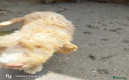 Cockapoo dogs for sale: 2 beautiful cockapoo desperate for forever homes  - Image 20