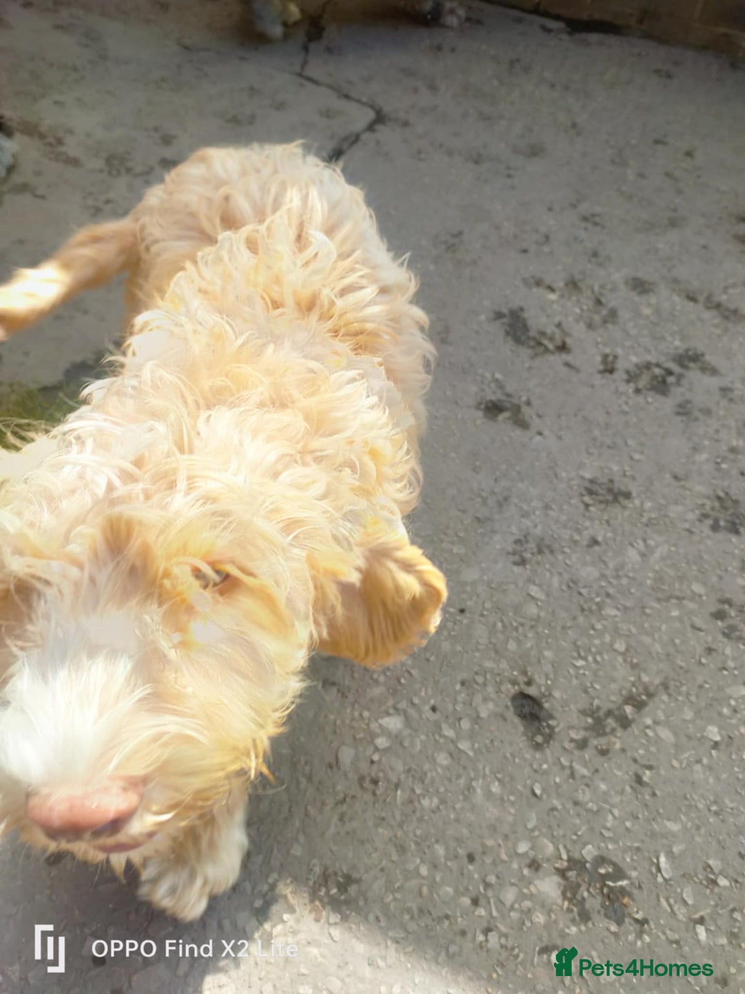Cockapoo dogs for sale: 2 beautiful cockapoo desperate for forever homes  - Image 20