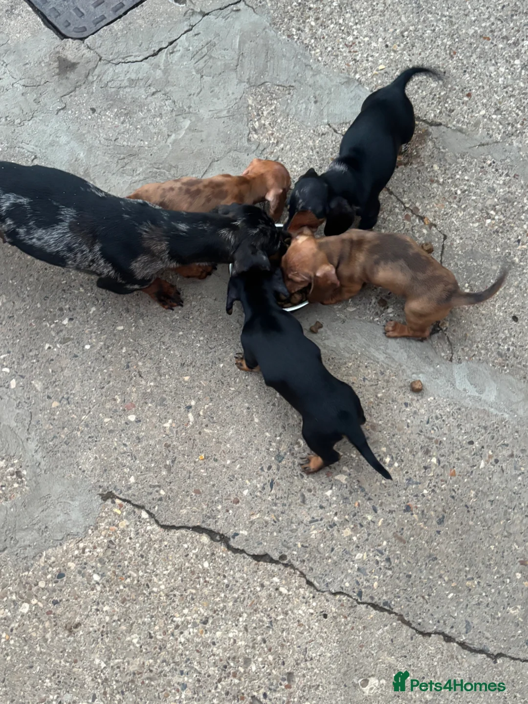 Dachshund dogs for sale: Dachshund puppies - Advert 1