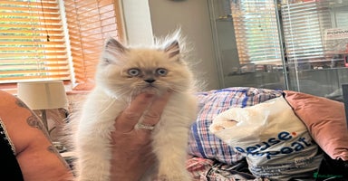 Persian cats - Advert 8