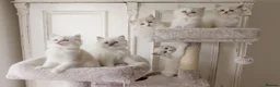 Ragdoll cats for sale: the Best Ragdoll kittens - Advert 7
