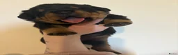Rottweiler dogs for sale: 🤍PRADAS PUPPYS 🤍 in Wick - Advert 4