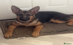 German Shepherd dogs for sale: Healthy short coat German shepherd pup  - Image 2