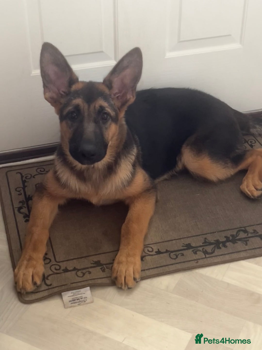German Shepherd dogs for sale: Healthy short coat German shepherd pup  - Image 2