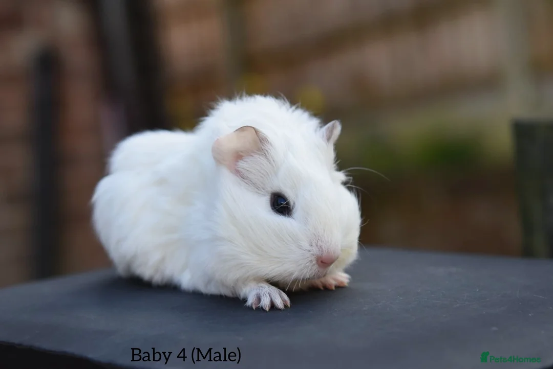 Guinea Pig rodents for sale: 8 Baby Guinea Pigs Looking For New Homes - Advert 2