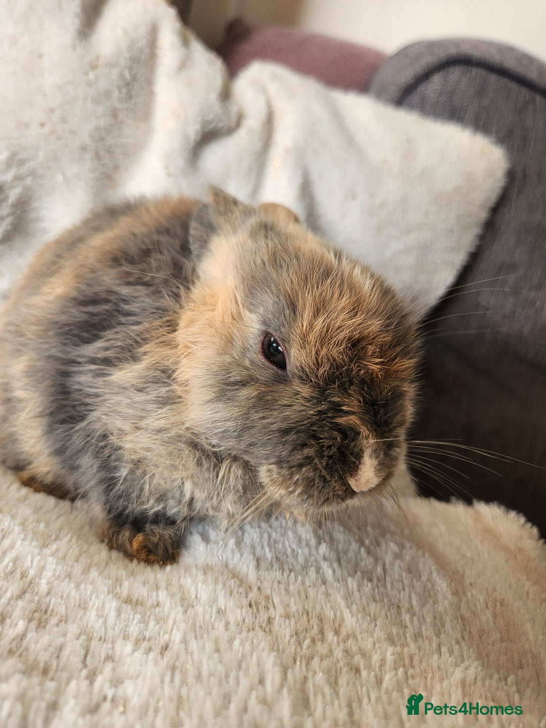 Lionhead rabbits for sale: Cute baby bunnies. Lionheads need a loving home.  - Advert 10