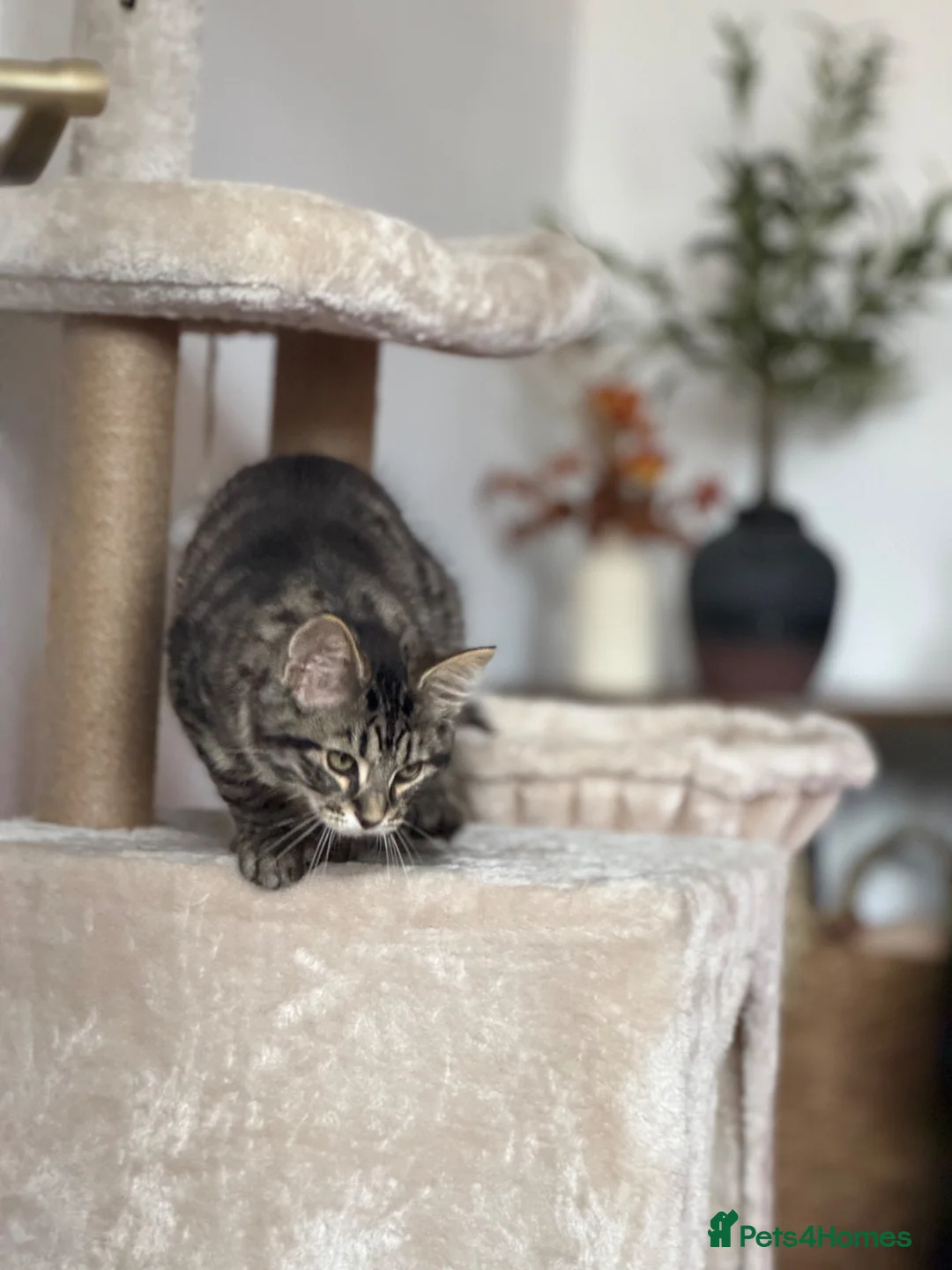 Mixed Breed cats for sale: Beautiful mixed breed boy 4 months old kitten in Manchester - Advert 4