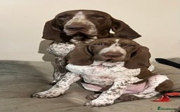Bracco Italiano dogs for stud: Valentino Rossi Italian Import - Image 17