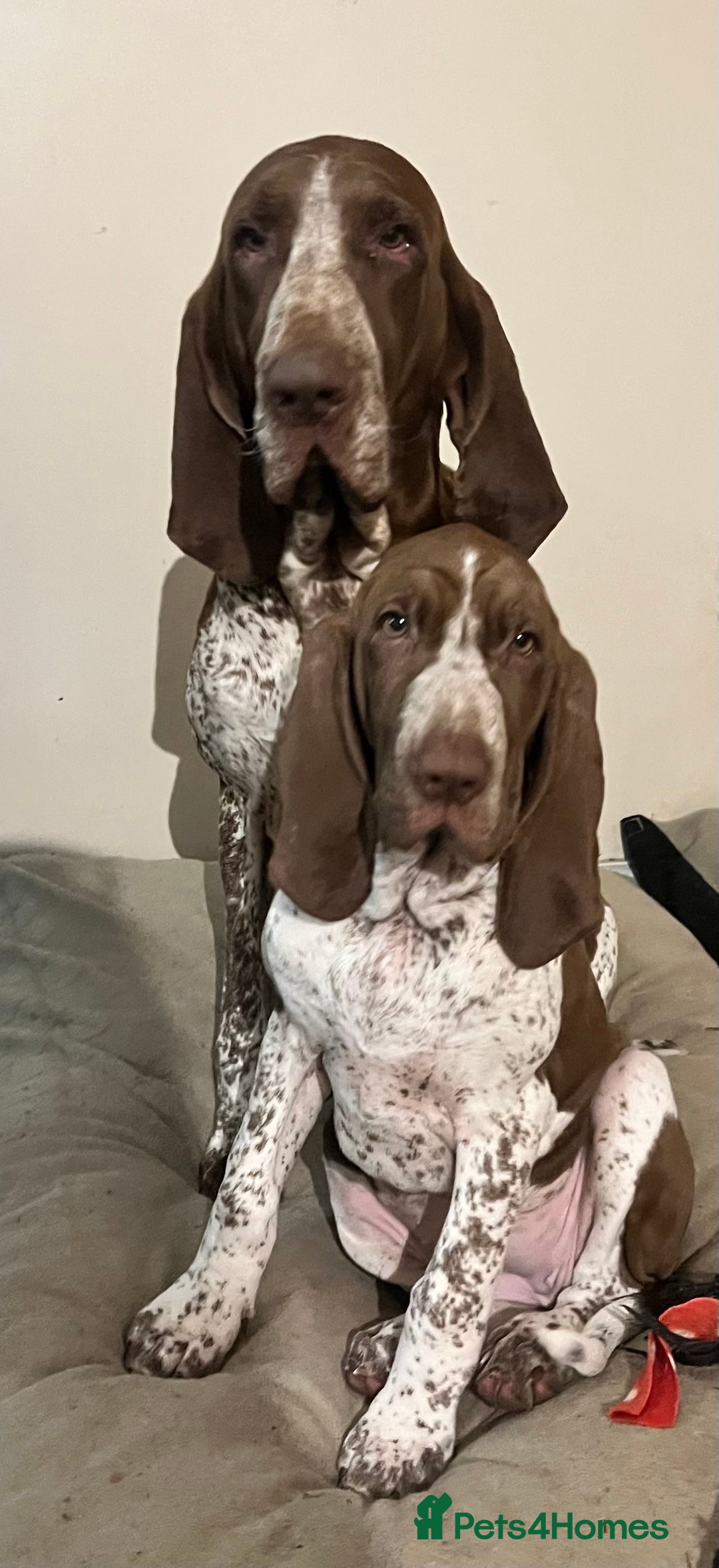 Bracco Italiano dogs for stud: Valentino Rossi Italian Import - Image 17