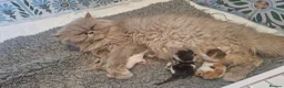 Exotic cats for sale: Persian exotic kittens - Advert 9
