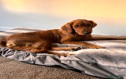 Golden Retriever dogs for sale: Dark red Golden retriever  - Image 1