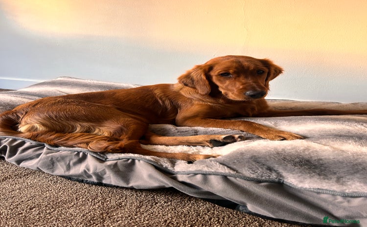 Golden Retriever dogs - Advert 1