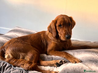 Golden Retriever dogs - Advert 5